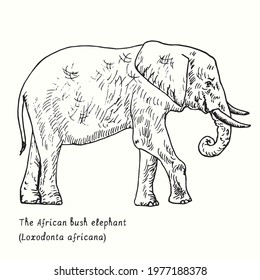 The African bush elephant (Loxodonta africana) side view. Ink black and white doodle drawing in woodcut style.