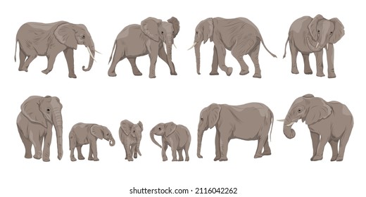 African bush elephant  Loxodonta africana set. Females, males and cubs of the African savanna elephant in different poses. Wild animals of Africa. Realistic wild vector mammals