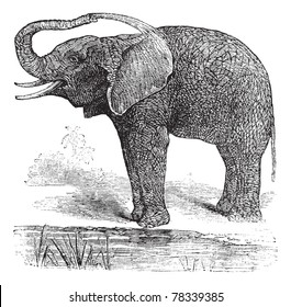 African Bush Elephant or Loxodonta africana, vintage engraving. Old engraved illustration of African Bush Elephant. Trousset Encyclopedia