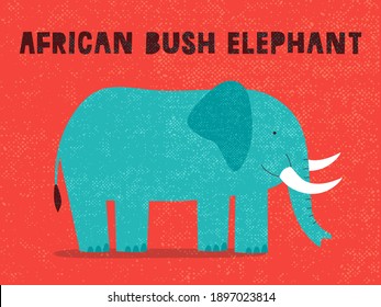 African bush elephant on red background.