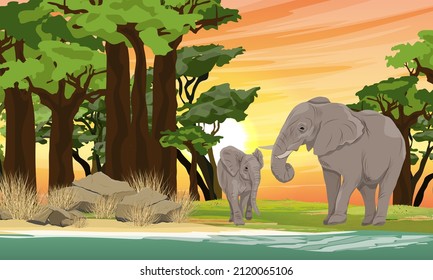 Madre de un elefante Bush africano y ternera a orillas de un lago en la sabana africana con hierba alta y un bosque de baobabs. animales salvajes de áfrica. Paisaje vectorial realista