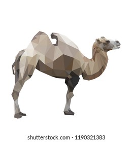 African camel is drawn in vector in polygonal style