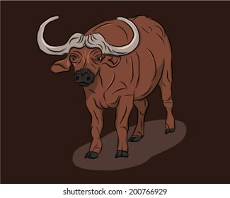 african cape water buffalo bull male animal mammal big horns
