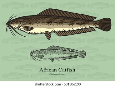 African Catfish. Vector illustration with refined details and optimized stroke that allows the image to be used in small sizes (in packaging design, decoration, educational graphics, etc.)