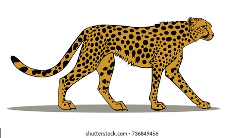 african cheetah (Acinonyx jubatus) isolated