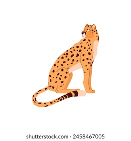 African cheetah sitting vector illustration. Cartoon beautiful leopard big wild cat with long tail and black spots. Fastest mammal exotic animal. Savannah predator isolated on white background