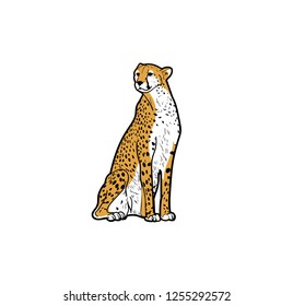African Cheetah Vector