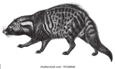 African Civet (Civettictis civetta) / vintage illustration from Meyers Konversations-Lexikon 1897