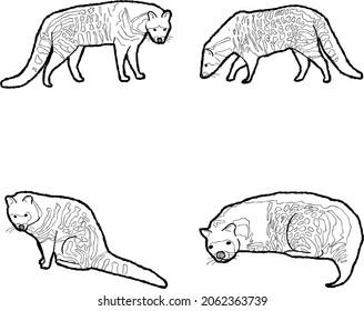 African Civet Vector Illustration Hand Drawn Animal Cartoon Art