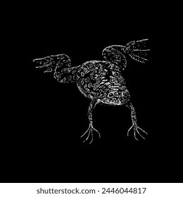 african clawed frog hand drawing vector isolated on black background.
