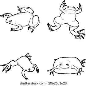 African Clawed Frog Vector Illustration Hand Drawn Animal Cartoon Art