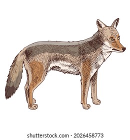 African Coyote isolated on white background.