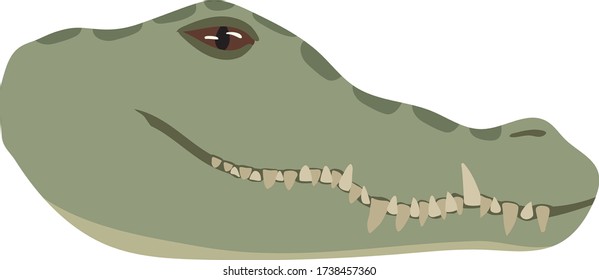 African Crocodile Vector Cartoon Drawing