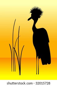 African crowned crane