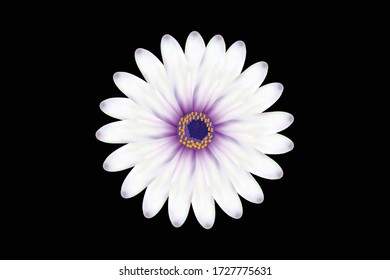 An African daisy in black background. 
