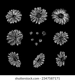 african daisy flowers hand drawing vector isolated on black background.