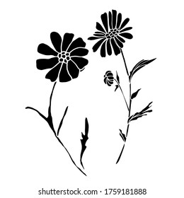 African daisy. Vector floral clipart