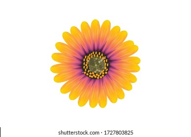 An African daisy in white background.  