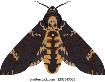 African death's head hawkmoth