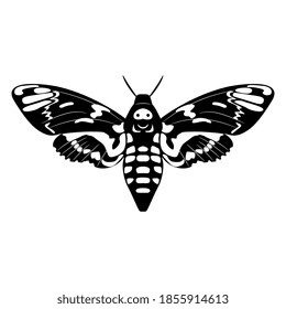 African death's head hawkmoth butterfly. Acherontia atropos. Black and white silhouette.