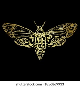 African death's head hawkmoth butterfly. Acherontia atropos. Hand drawn linear rough sketch. Golden silhouette on white background.