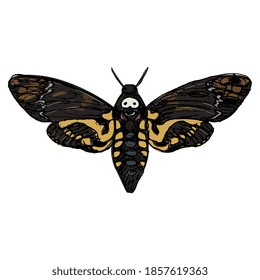 African death's head hawkmoth butterfly. Acherontia atropos. Hand drawn colorful sketch.