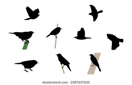 African desert warbler bird Silhouette Design  And Vector Illustration. 