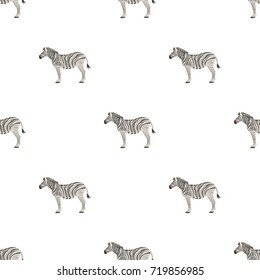 African, desert zebra. Wild cloven-hoofed animal, zebra single icon in cartoon style vector symbol stock illustration web.