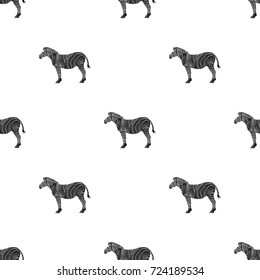 African, desert zebra. Wild cloven-hoofed animal, zebra single icon in black style vector symbol stock illustration web.