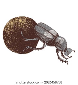 African Dung Beetle rolling ball svg