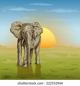 African elephant 