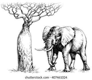 African elephant and baobab