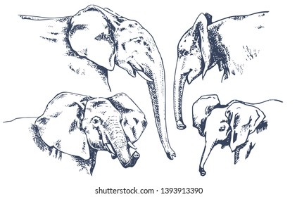 African elephant. Big set of elephant heads. Hand drawn illustration in sketch style. Sketch of head African elephant. Vintage hand drawn vector illustration isolated оn white background