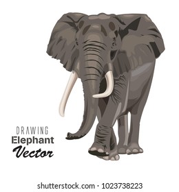 African elephant drawing vector