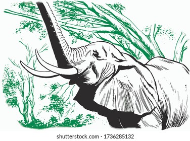 African elephant eats leaves from a tree