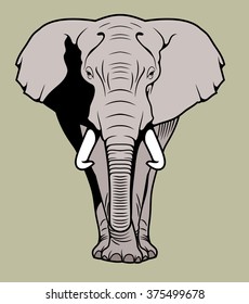 African elephant, front