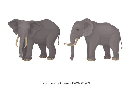 African Elephant with Grey Skin and Trunk in Different Poses Vector Set