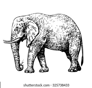 African Elephant. Hand Drawn Vector.