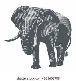 African elephant, illustration, vector