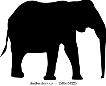african elephant (Loxodonta) from side with trunk down silhouette vector isolated on white background
