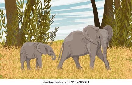 African elephant mother and her calf walk through tall dry grass in the African savannah. Realistic vector landscape	
