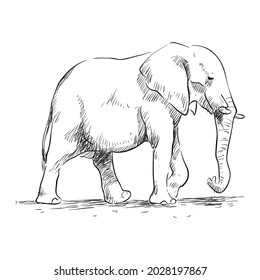 An African Elephant Out Line Drawing.