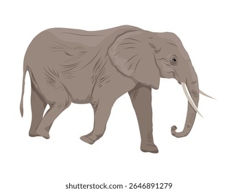 African elephant. Realistic vector animal of Africa