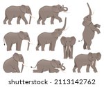 African elephant set. Different poses animal design. Vector illustration isolated on white background
