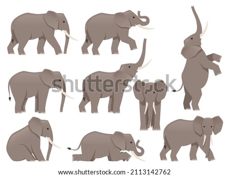 African elephant set. Different poses animal design. Vector illustration isolated on white background
