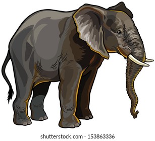 african elephant side view isolated on white background