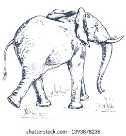 African elephant. Sketch of walking African elephant. Hand drawn illustration in sketch style. Vintage hand drawn vector illustration isolated оn white background