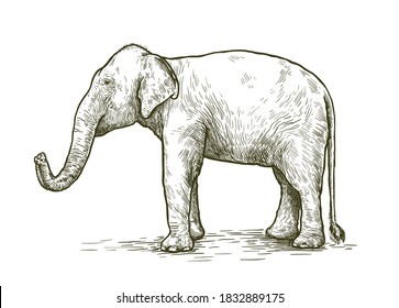 African elephant stands with its trunk lifted up. vector sketch made by hand