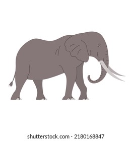 African elephant with tusks. Savannah wild animal. Large herbivorous mammal. Flat vector illustration isolated on white background