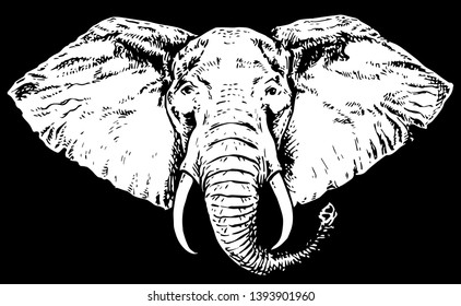 African elephant. Vector black and white graphic illustration of an elephant head. Vintage hand drawn vector illustration 
isolated on white background